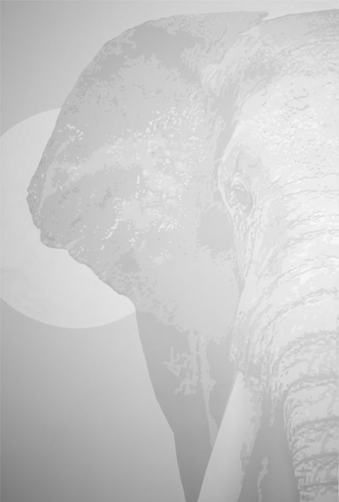 Transcendental Elephants