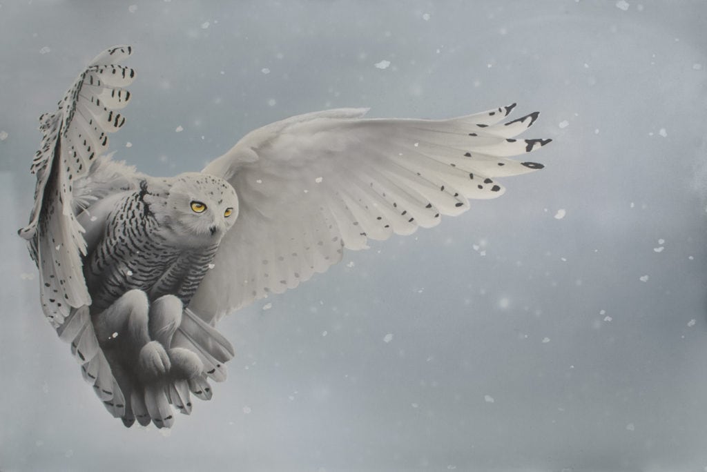 Dual Nature Of The Snowy Owl (daylight)