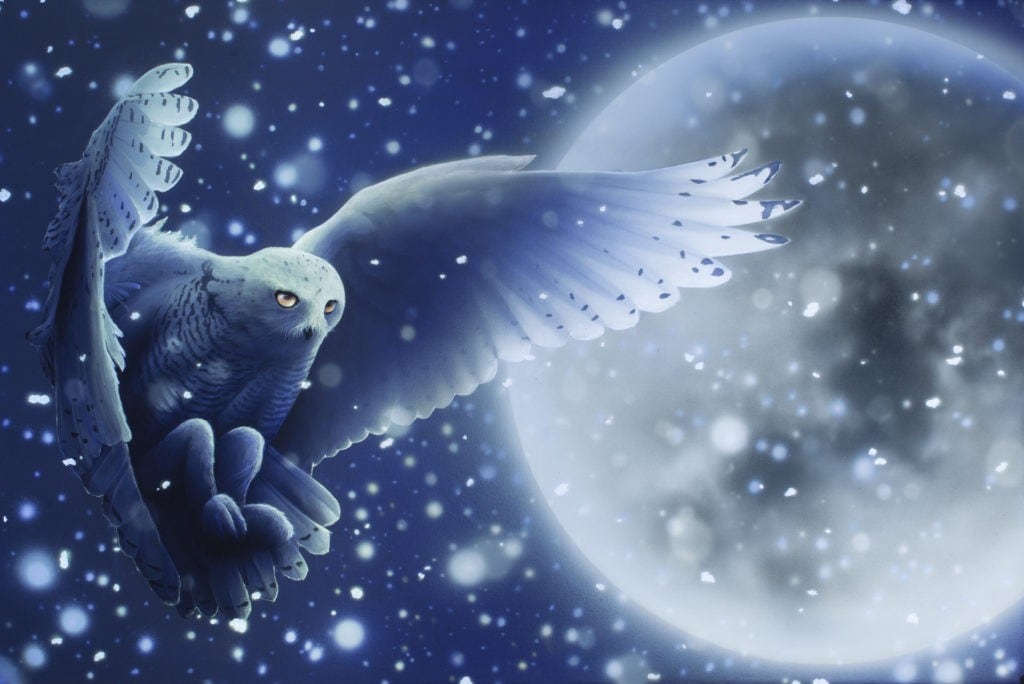 Dual Nature Of The Snowy Owl